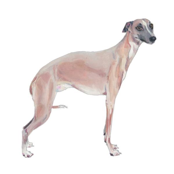 Whippet Polly Horner 2011