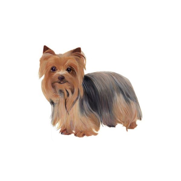 Yorkshire Terrier Polly Horner 2013